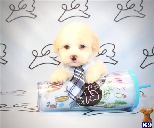 lvpuppyheaven Picture 1